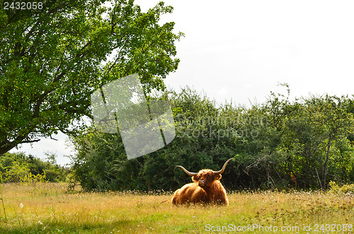 Image of Resting horned cow