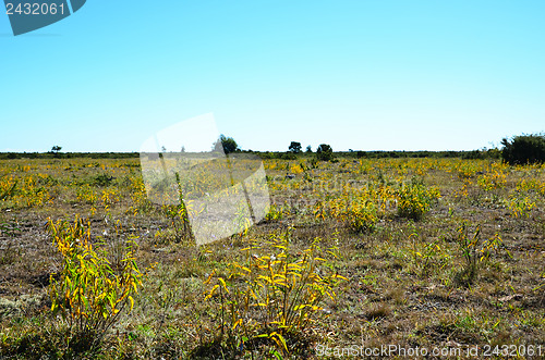 Image of Landscape in yellow