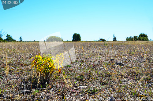 Image of Colourful plant