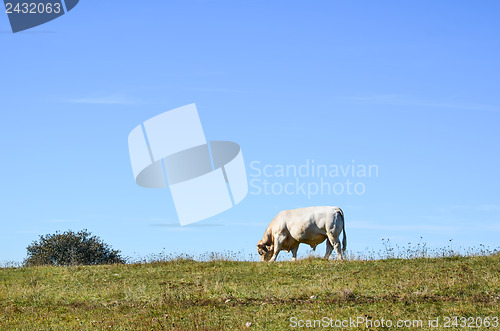 Image of Grazing bull