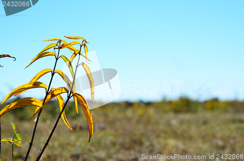 Image of Autumn coloured plant