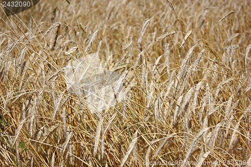 Image of Yellow grain ready for harvest growing in a farm field