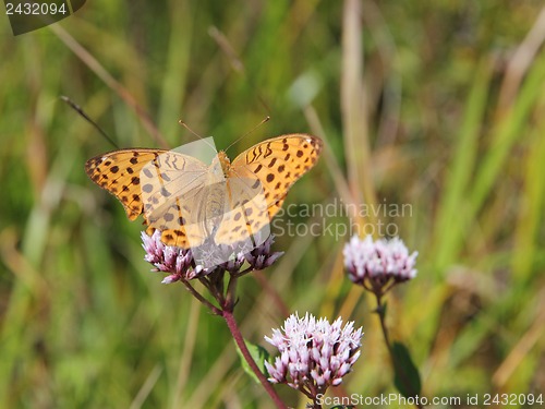 Image of Monarch butterfly on red  flower