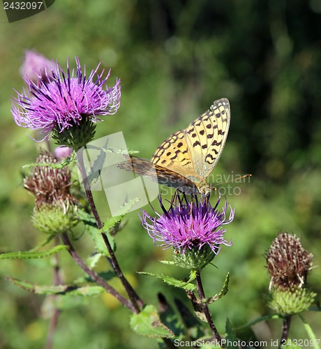 Image of Monarch butterfly on red  flower