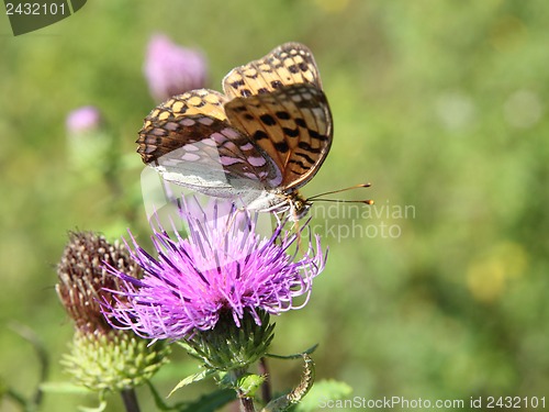 Image of Monarch butterfly on red  flower