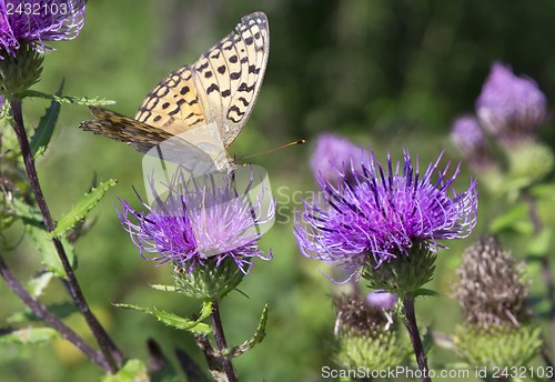 Image of Monarch butterfly on red  flower