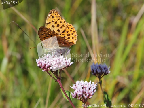 Image of Monarch butterfly on red  flower