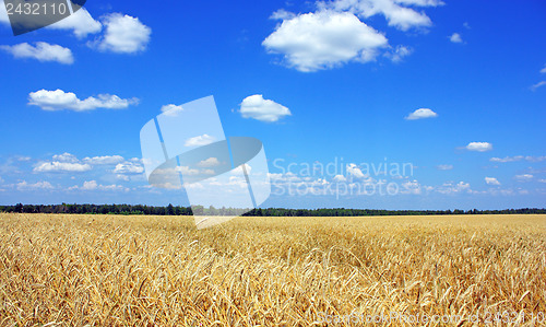 Image of Yellow grain ready for harvest growing in a farm field