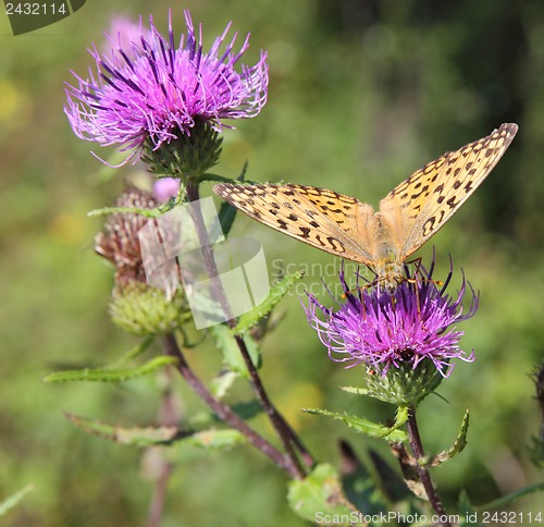 Image of Monarch butterfly on red  flower