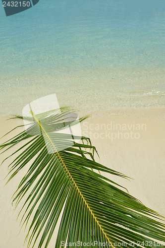 Image of tropical beach landscape