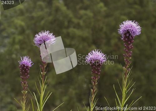 Image of flowers