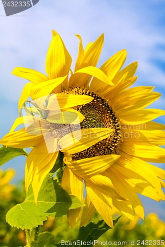 Image of Sunflower