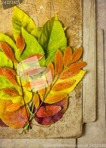 Image of autumn leaves