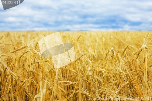 Image of Wheat field