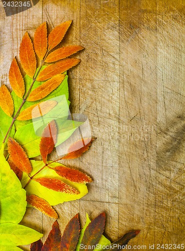 Image of autumn leaves