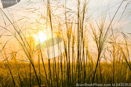 Image of Sunset behind grains