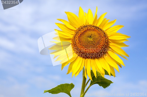 Image of Sunflower