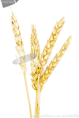 Image of ripe wheat