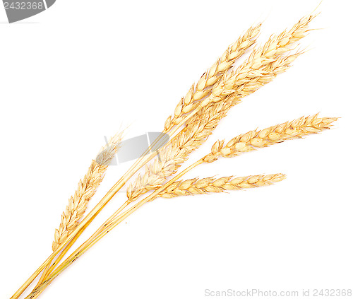 Image of ripe wheat