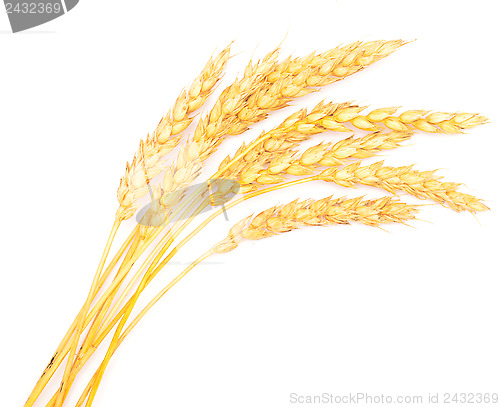 Image of ripe wheat