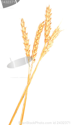 Image of ripe wheat