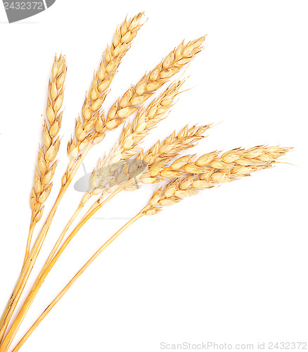 Image of ripe wheat