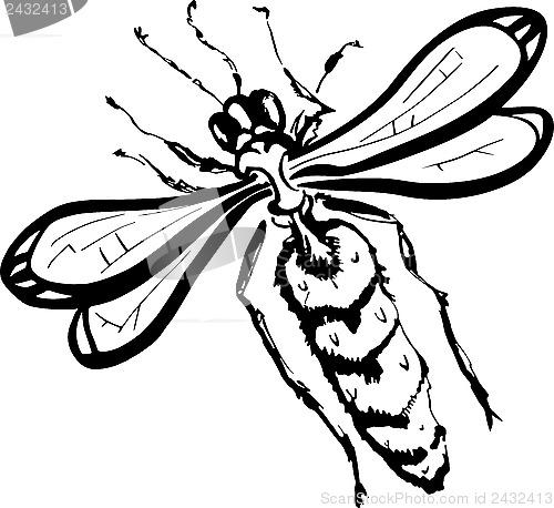 Image of Wasp