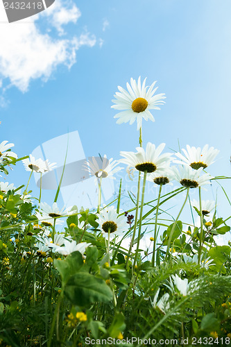 Image of daisy flower field against blue sky