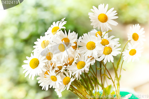 Image of daisy flower with shallow focus