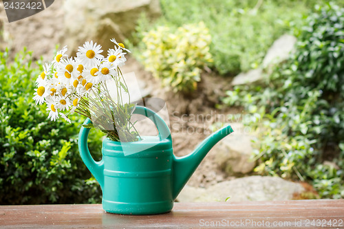 Image of daisy flower in garden watering can