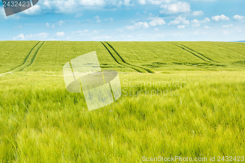 Image of Organic Green spring grains field