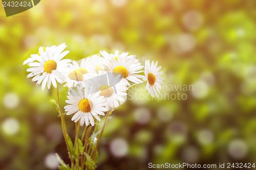 Image of daisy flower with shallow focus