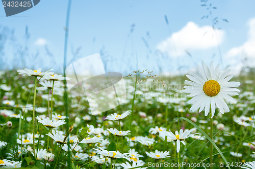 Image of daisy flower field 