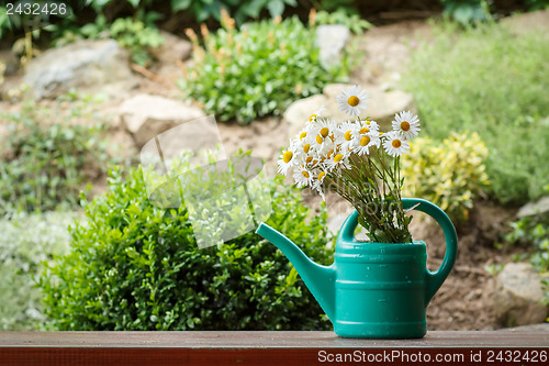 Image of daisy flower in garden watering can