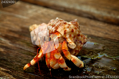 Image of Hermit Crab