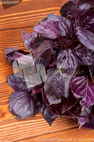 Image of Basil Leaves