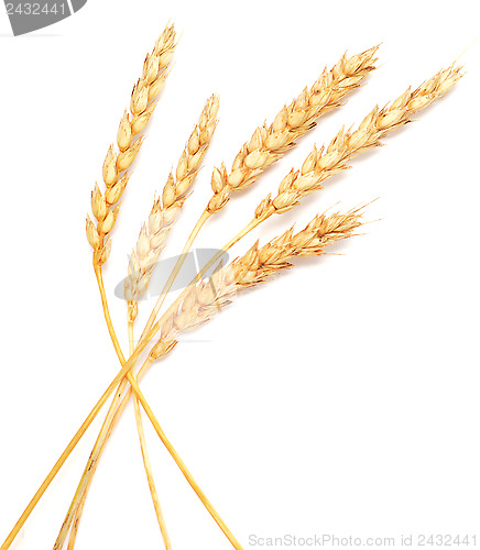 Image of wheat