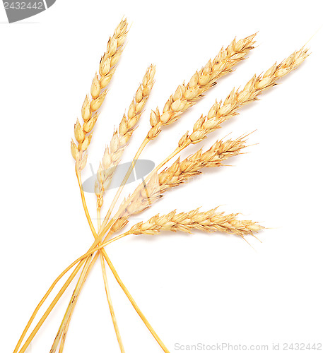 Image of wheat