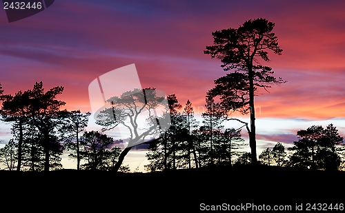 Image of Pines in sunset