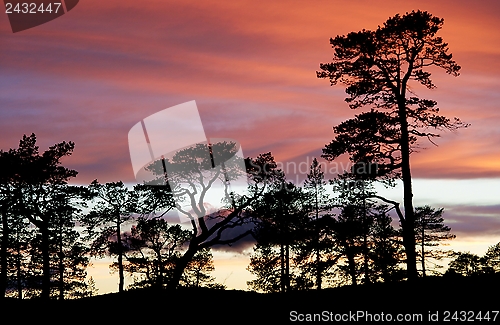 Image of Pines in sunset