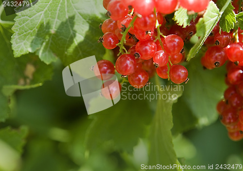 Image of redcurrant