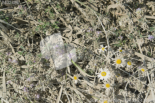 Image of dusty flowers
