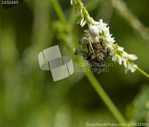 Image of crab spider