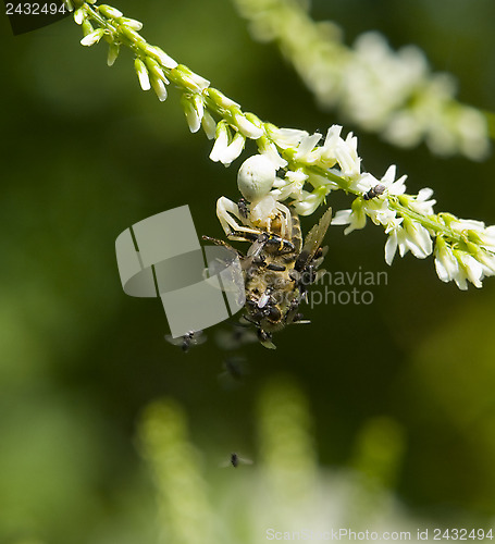 Image of crab spider