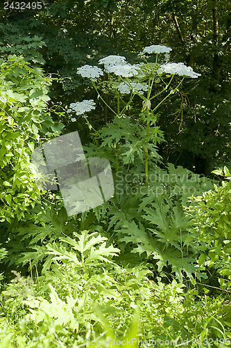 Image of giant hogweed