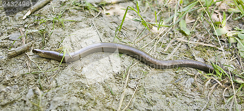 Image of blind worm