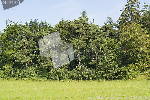 Image of border of a wood