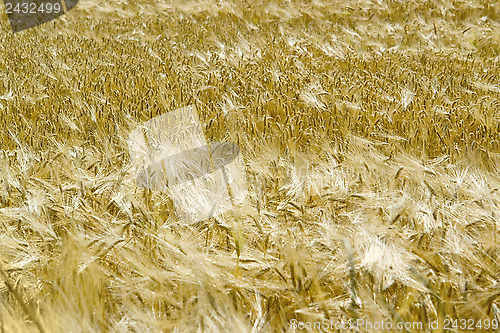 Image of barley field