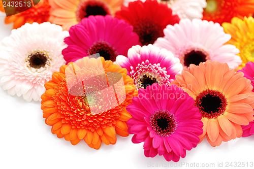 Image of gerbera flowers