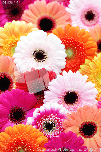 Image of gerbera flowers